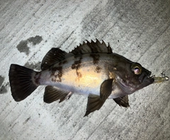 メバルの釣果