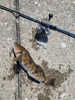 アイナメの釣果