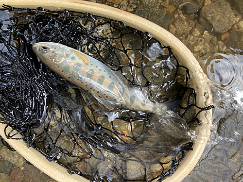 ヤマメの釣果