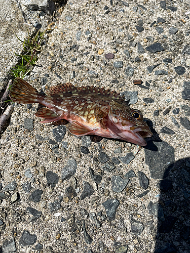 カサゴの釣果