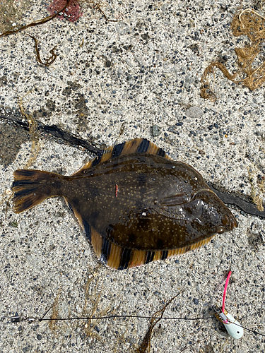 カレイの釣果