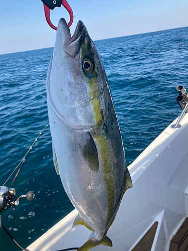 メジロの釣果