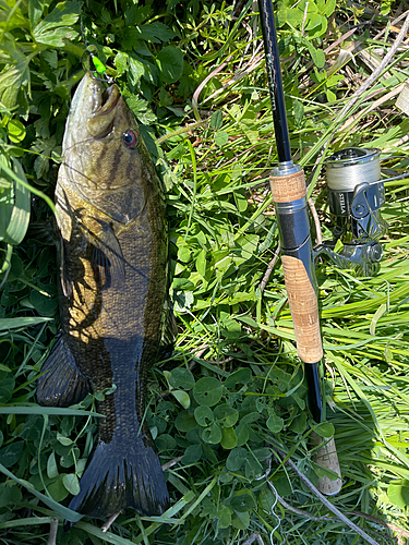 スモールマウスバスの釣果