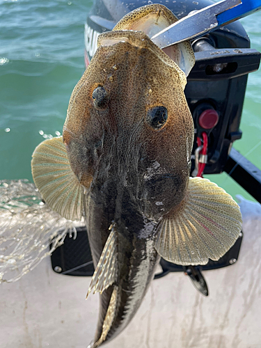 マゴチの釣果