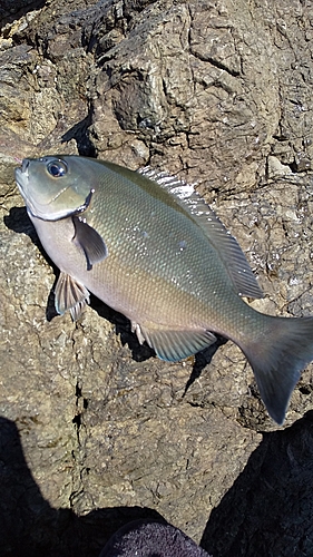 グレの釣果