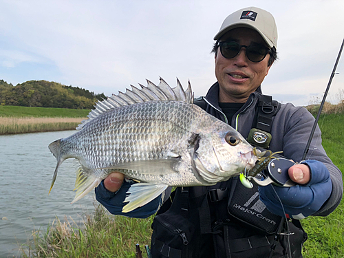 キチヌの釣果