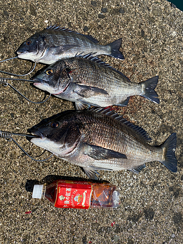 チヌの釣果