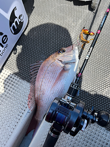 マダイの釣果