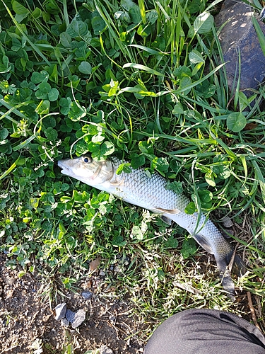 ニゴイの釣果