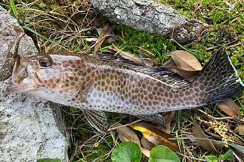 オオモンハタの釣果