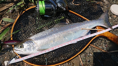 サツキマスの釣果