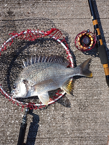 キビレの釣果