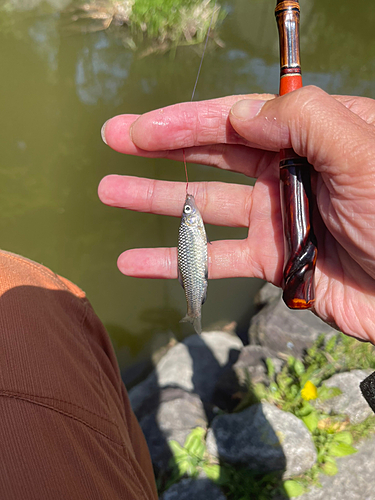 モツゴの釣果