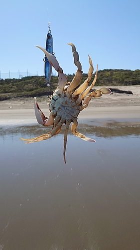 ヒラツメガニの釣果