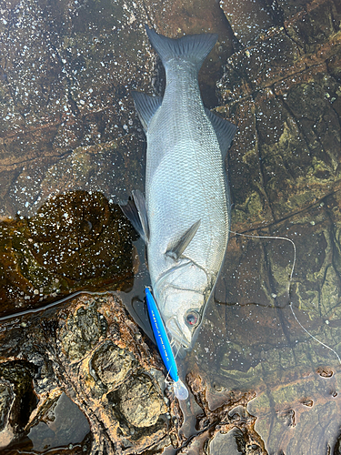 ヒラスズキの釣果