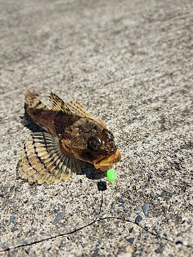 カジカの釣果