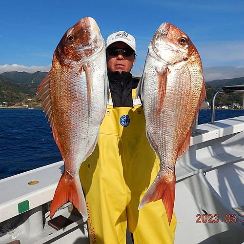 マダイの釣果