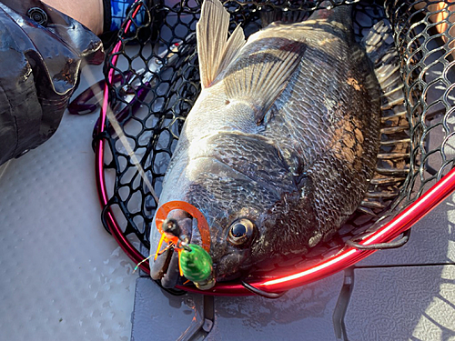 チヌの釣果