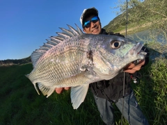 キチヌの釣果