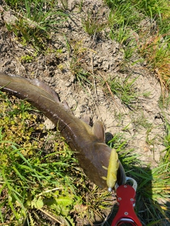 ニホンナマズの釣果