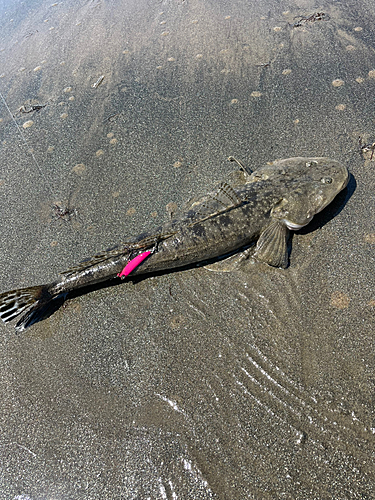 マゴチの釣果