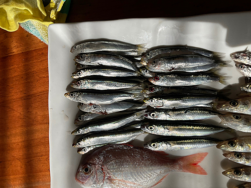 マイワシの釣果