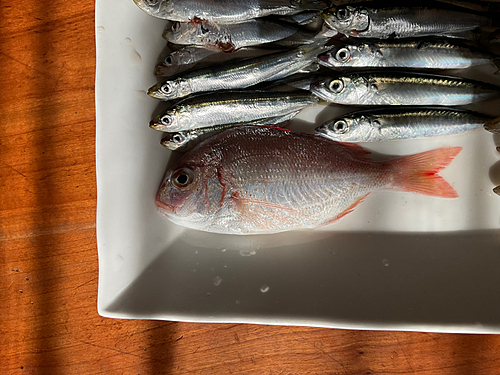 チャリコの釣果