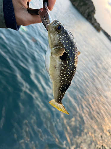 福井県で釣れたフグの釣り・釣果情報 - アングラーズ