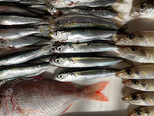 サバの釣果