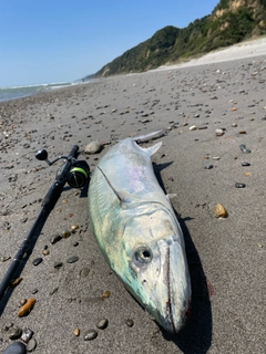 サワラの釣果