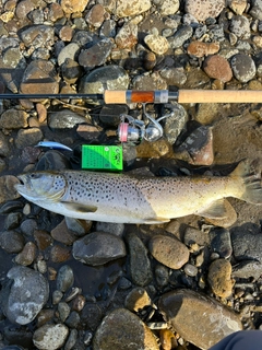 ブラウントラウトの釣果