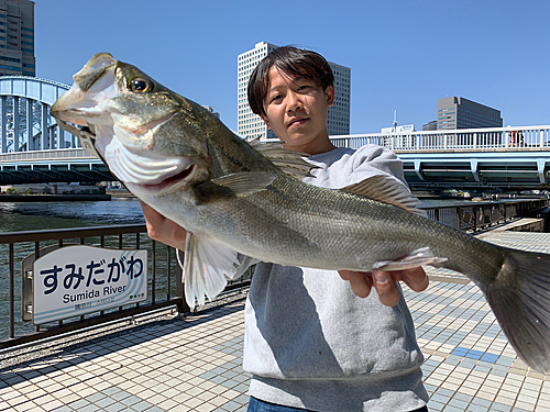 シーバスの釣果