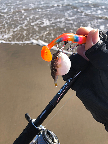 フグの釣果