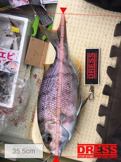 シロダイの釣果