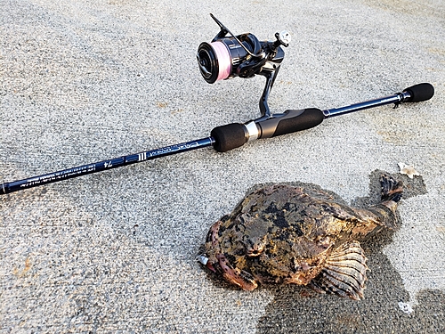 ギスカジカの釣果