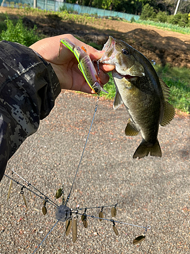 スモールマウスバスの釣果