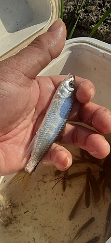 オイカワの釣果