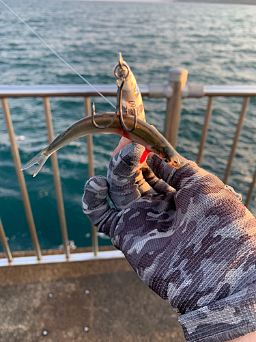 チアユの釣果