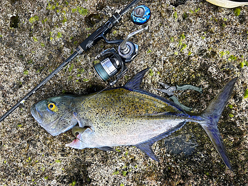 カスミアジの釣果