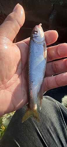 オイカワの釣果