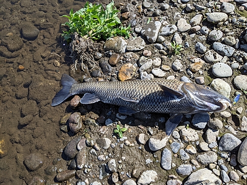 ニゴイの釣果