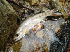 ヤマメの釣果