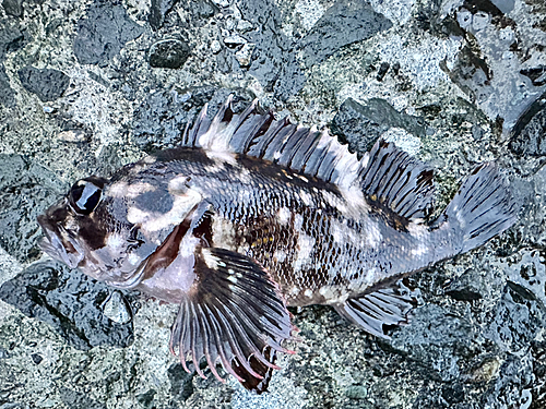 オウゴンムラソイの釣果