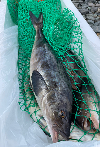 ホッケの釣果