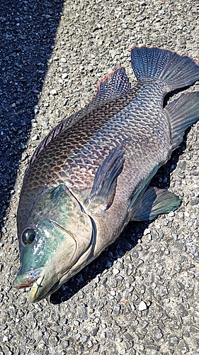 ナイルティラピアの釣果