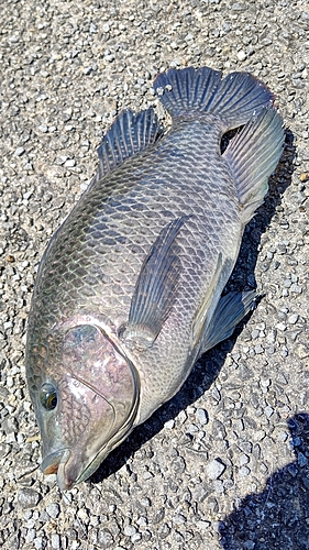 ナイルティラピアの釣果