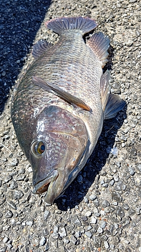 ナイルティラピアの釣果