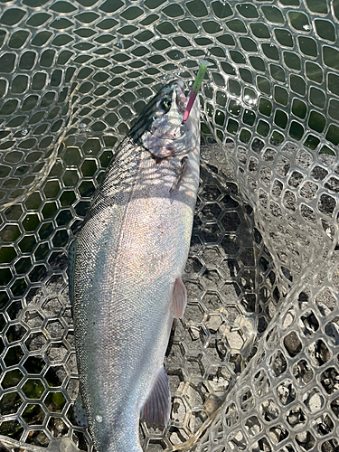 ニジマスの釣果