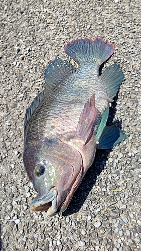 ナイルティラピアの釣果