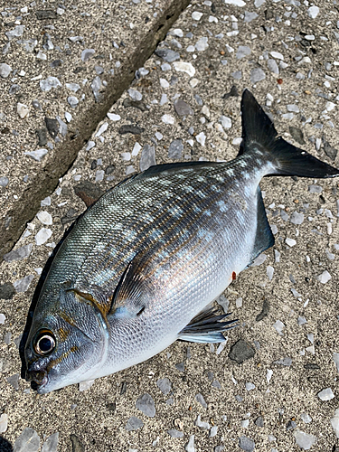 イスズミの釣果